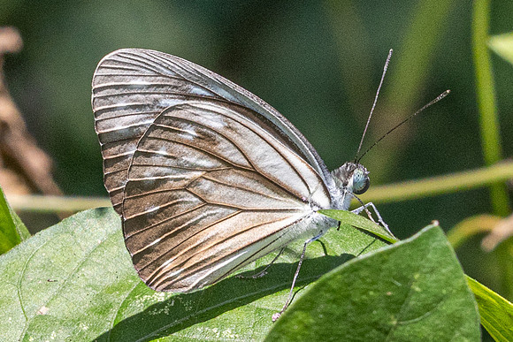 Pareronia hippia-3254