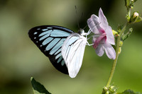 Pareronia hippia-3248