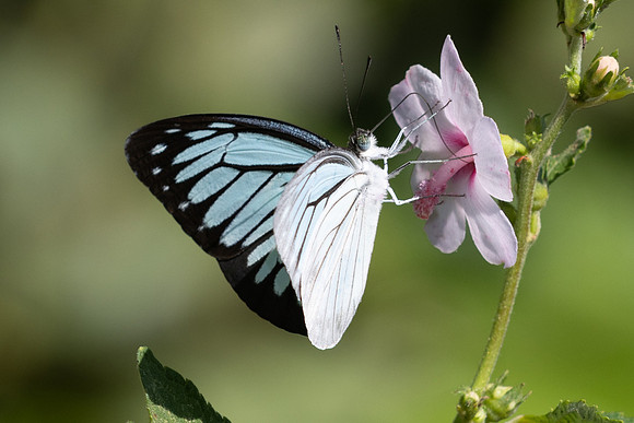 Pareronia hippia-3248