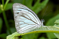 Pareronia hippia-3685