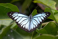 Pareronia hippia-3707
