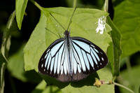 Pareronia hippia-3718