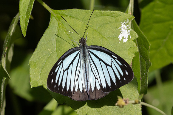Pareronia hippia-3718