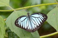 Pareronia hippia-3695