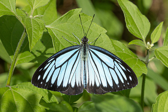 Pareronia hippia-5143