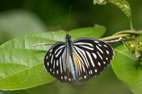 Pareronia valeria ♀-5425