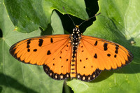 Acraea terpsicore-4825