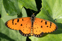 Acraea terpsicore-4826