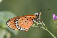 Acraea terpsicore-5479
