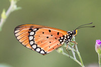 Acraea terpsicore-5483
