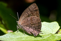Arhopala agaba-1972