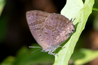 Arhopala agaba-1979