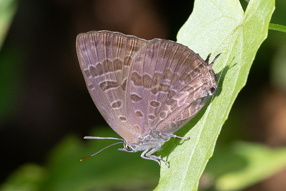 Arhopala agaba-1979