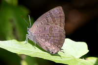 Arhopala agaba-1980