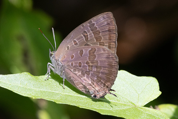 Arhopala agaba-1980