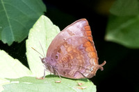 Arhopala centaurus-3565