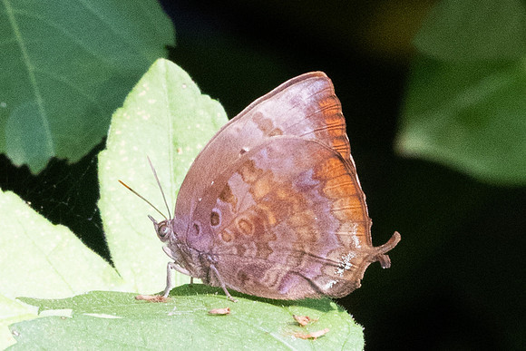 Arhopala centaurus-3565