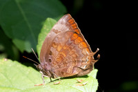 Arhopala centaurus-3566