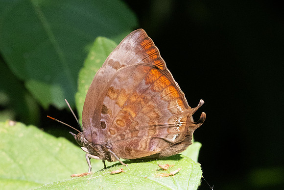 Arhopala centaurus-3566