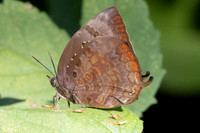 Arhopala centaurus-3577