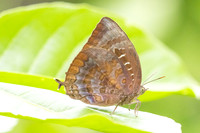 Arhopala centaurus-4415