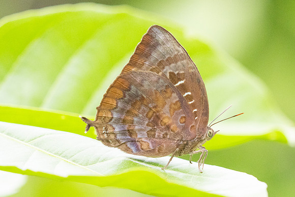 Arhopala centaurus-4415