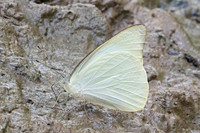 Appias albina-3414