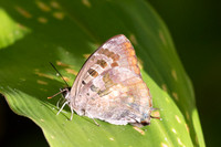 Arhopala singla-2519