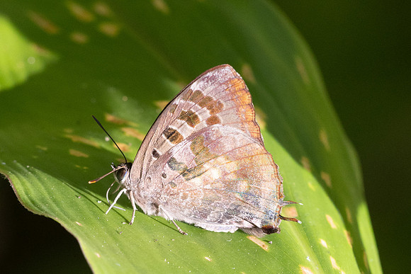 Arhopala singla-2519