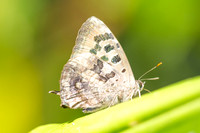Arhopala singla-2509