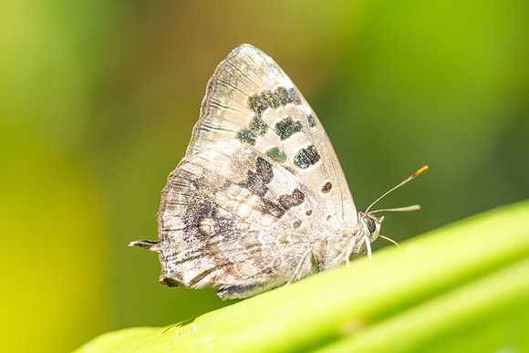 Arhopala singla-2509