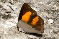 Curetis santana-5169