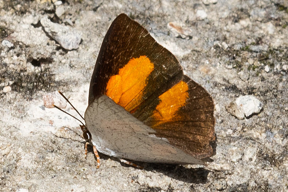 Curetis santana-5169