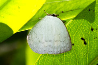 Curetis saronis-3708