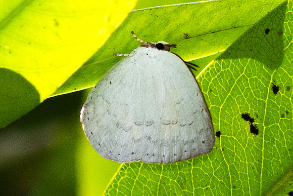 Curetis saronis-3708