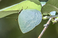 Curetis saronis