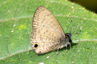Prosotas nora-2863