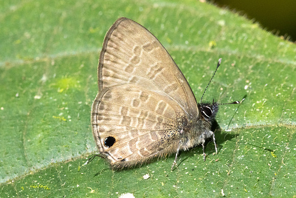 Prosotas nora-2863