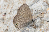 Prosotas dubiosa-4662