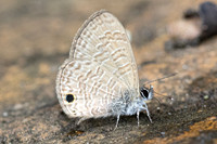 Prosotas dubiosa-4687