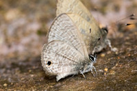 Prosotas dubiosa-4644