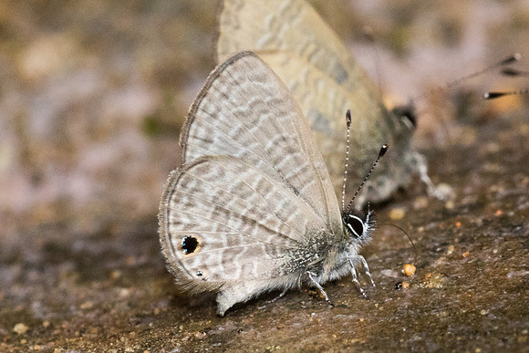 Prosotas dubiosa-4644