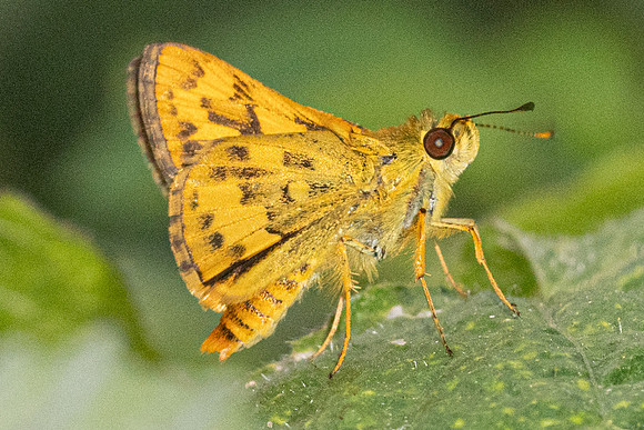 Potanthus confucius-5463