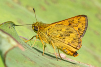 Potanthus confucius-0485