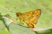Potanthus confucius-0496