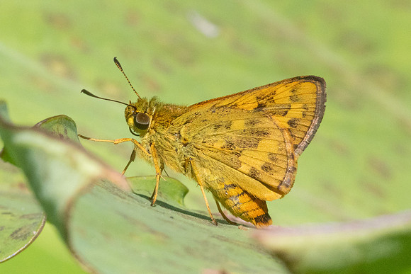 Potanthus confucius-0496