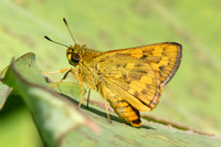 Potanthus confucius ou trachala -0492