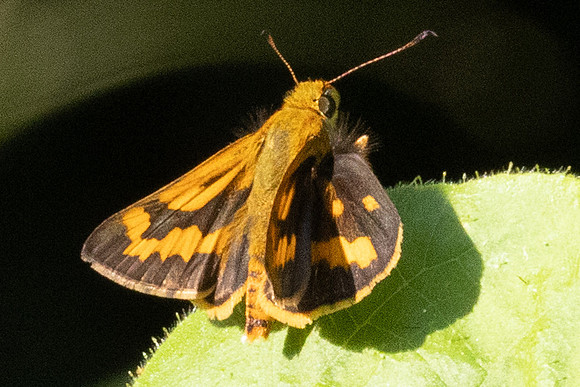 Potanthus sp-4513