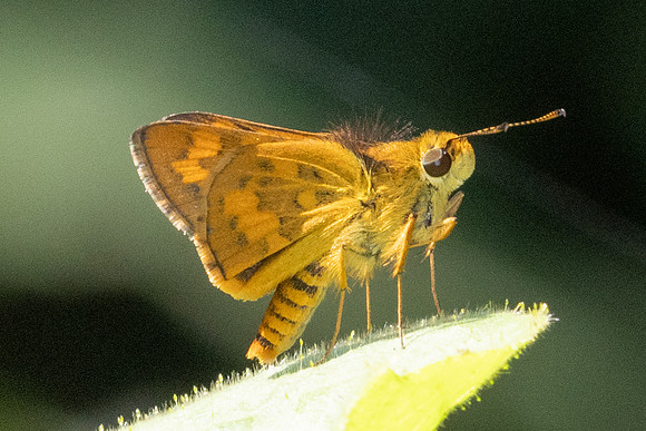 Potanthus sp-4517