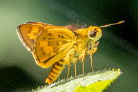Potanthus omaha